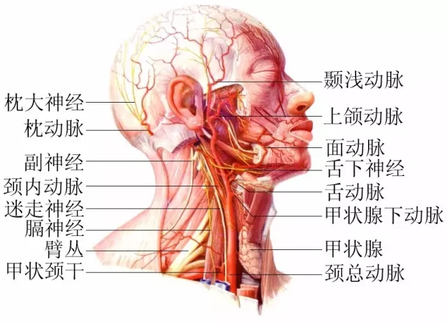 脖子才是身體最致命的位置！